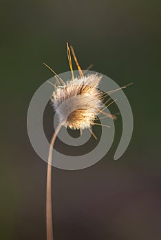 Dipsacus Plant at Sunset