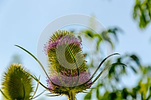 Dipsacus Sativus