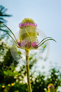 Dipsacus Sativus