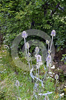 Dipsacus sativus the whole plant