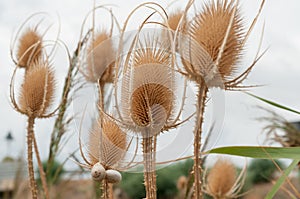 Dipsacus sativus wild dry