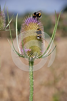 Dipsacus sylvestris photo