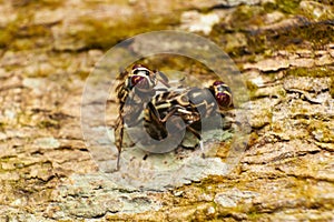 Diptera flies photo