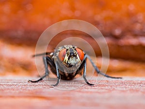 Diptera Fly Insect on Red Background