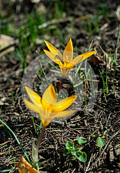 Diptera insect fly Episyrphus balteatus (marmalade hoverfly) sitting on a yellow crocus