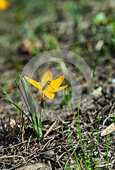 Diptera insect fly Episyrphus balteatus (marmalade hoverfly) sitting on a yellow crocus