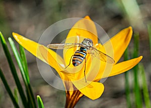 Diptera insect fly Episyrphus balteatus (marmalade hoverfly) sitting on a yellow crocus