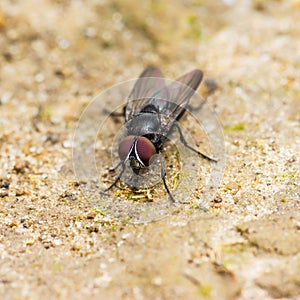 Diptera Meat Fly Insect On Ground