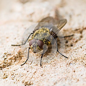 Diptera Meat Fly Insect On Rock