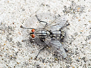 Diptera Meat Fly Insect On Rock