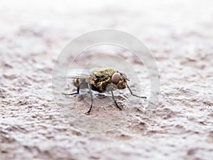 Diptera Meat Fly Insect On Rock