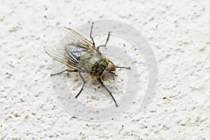 Diptera Meat Fly Insect On Wall