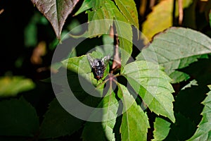 Diptera, muscidae landing on green leaf