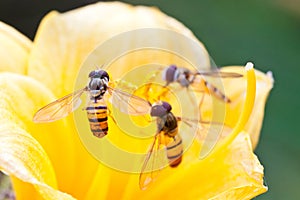 Diptera syrphidae insects