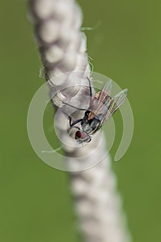 Diptera On a white rope