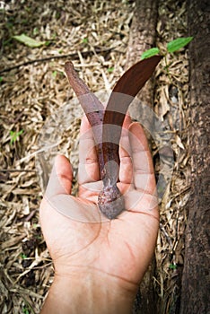 Dipterocapus alatus Roxb