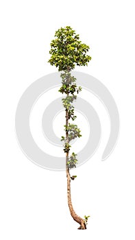 Dipterocapus Intricatus, tropical tree
