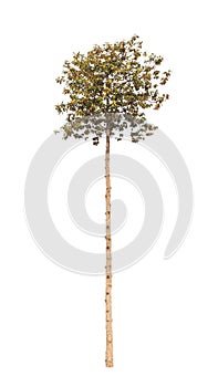 Dipterocapus Intricatus, tropical tree isolated