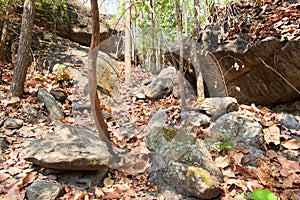 Dipterocarp forest have dry leaf and big stone at the mountain with sunlight, Op Luang National Park, Hot, Chiang Mai, Thailand.