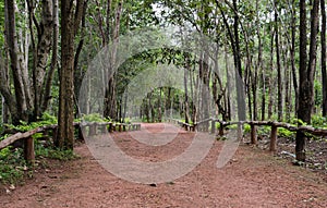 Dipterocarp forest, Thailand