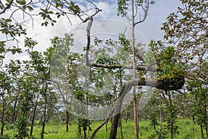 Dipterocarp forest,