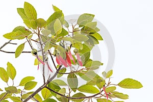 Dipterocarpus alatus tree