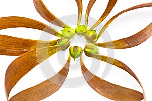 Dipterocarpus Curtisii Seed