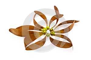 Dipterocarpus Curtisii Seed