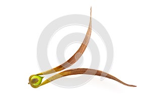 Dipterocarpus Curtisii Seed