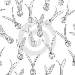 Dipterocarpus flower seamless pattern