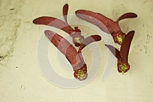 Dipterocarpus intricatus red flowers on old wood