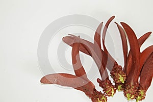 Dipterocarpus intricatus red flowers on a white background