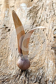 Dipterocarpus seed