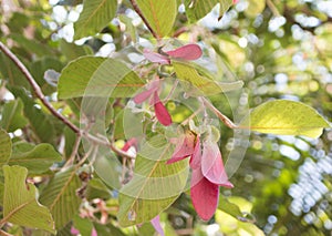 Dipterocarpus turbinatus
