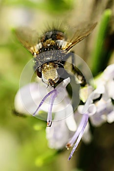 Dipteros, Insects in their natural environment. Macro photography.