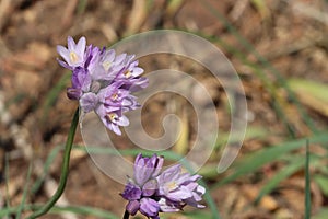 Dipterostemon Capitatus Bloom - Santa Monica Mtns - 021723 photo