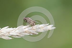 Dipterus fly different Minnettia species perched on twigs green grasses in wet meadow on defocused green background