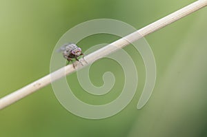 Dipterus fly different Minnettia species perched on twigs green grasses in wet meadow on defocused green background