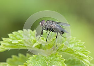 Dipterus fly different Minnettia species perched on twigs green grasses in wet meadow on defocused green background