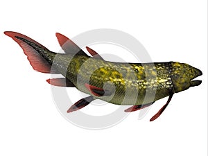 Dipterus Fish Tail photo
