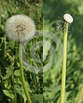 Diptych dandelion seed head full of seeds and empty