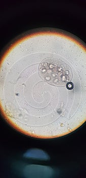 Uova. microscopio immagine 