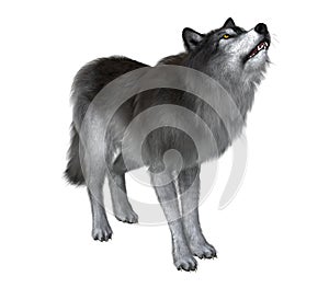 Dire Wolf Howling