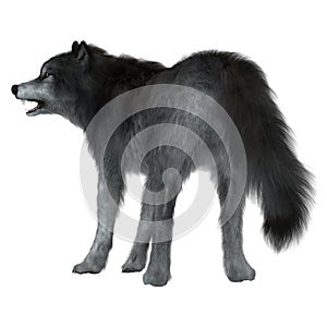 Dire Wolf Tail