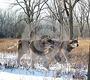 Dire Wolves Hunting Together