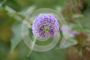 Direct focus onto the centre of a blooming lilac branch