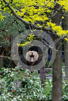 Direct frontal shot of a Lion roaring in the distance in a Zoo wide open mouth