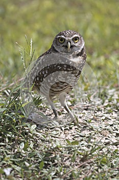 Direct gaze of Florida burrowing owl in Cape Coral