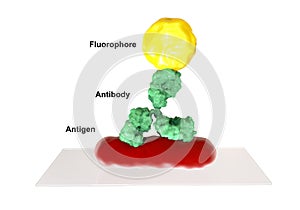 Direct immunofluorescent reaction RIF