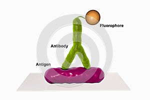 Direct immunofluorescent reaction RIF